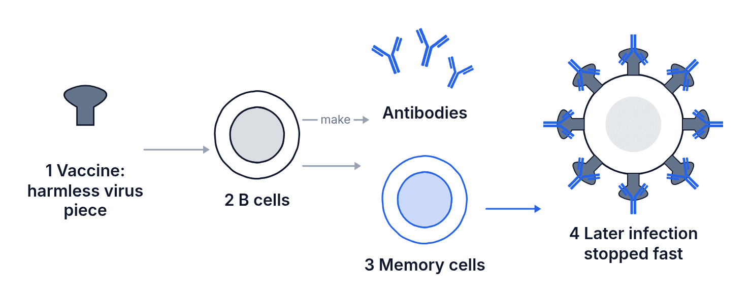 A vaccine shows a harmless virus piece, B cells make antibodies, memory cells remember it, and a later infection is stopped fast.