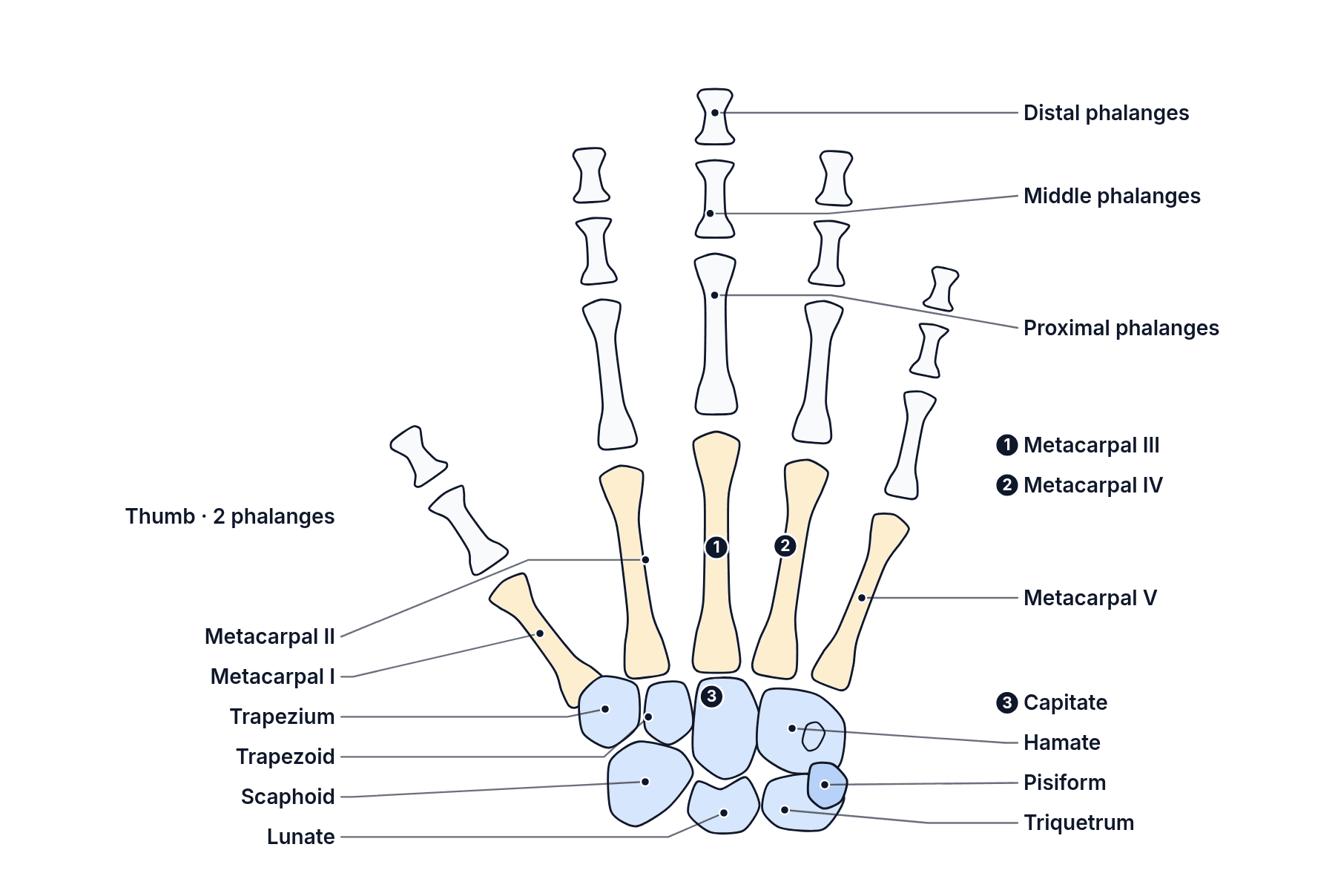 The bones of the hand and wrist, palm view: the eight carpals, five metacarpals, and the phalanges, with two in the thumb, each labelled.
