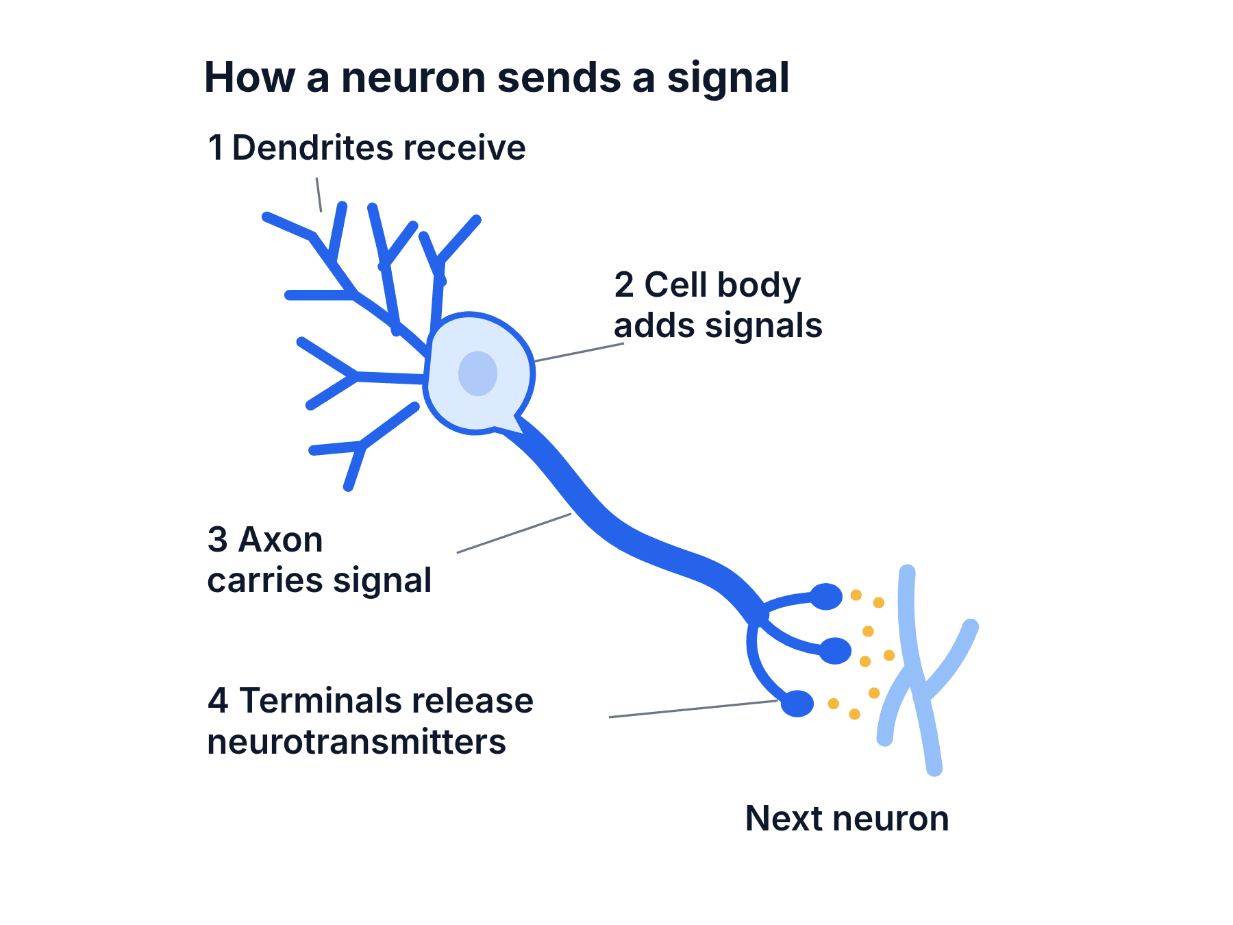 A neuron: dendrites receive a signal, the cell body adds it up, the axon carries it and the terminals pass it to the next neuron.